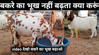 बकरे का भूख नहीं बढ़ता क्या करूं  | medicine for appetite of goat #bakripalan #बकरे @vnsgoatfarm