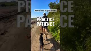 4 Tips on Training Puppies to Run #puppies #dogs #running #patience #training #shorts #practice