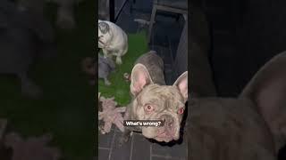 Frenchie Being Vocal #frenchie #being #vocal #dogdad