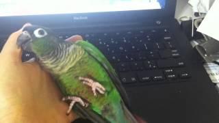 silly green cheek conure playing, crawling in hand for attention