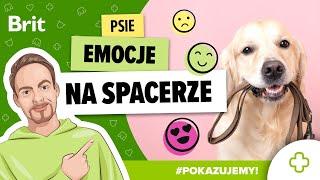 POKAZUJEMY: Psie emocje na spacerze - praca w terenie z Michałem Dąbrowskim - Brit Polska