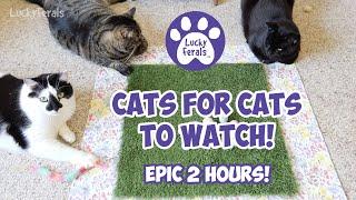 Cats For Cats To Watch With Sound  EPIC 2 HOURS! Cat Videos * Cats Playing * Entertainment For Cats