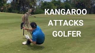 Golfer Attacked By Kangaroo on Fairway in Australia