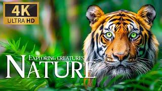 Exploring Creatures Nature 4K  Discovery Scenic Relaxation Amazing Animals with Calming Piano Music