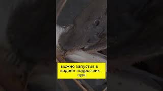Как избавиться от ротана в водоеме?  #рыбалка #ротан #щука #рыба