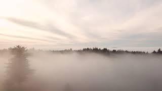 FREE STOCK VIDEO FOOTAGE - Foggy forest