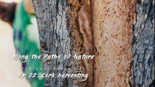 #22: CORK HARVESTING (An inherently sustainable resource at the homestead, Portugal Rural Life)