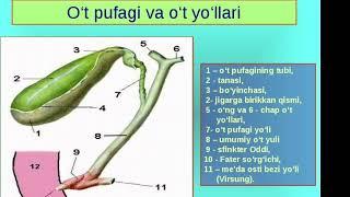 O‘t pufagi anatomiyasi #anatomiya #tibbiyot #hazm #medoptimal #o‘tpufak #ischanov #tiktok #stent