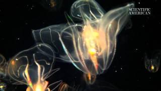 Jellies from Another World - by Scientific American