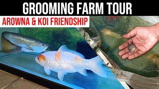 Catching Arowana, Flowerhorn, Koi and Parrot Fish | Grooming Farm Tour