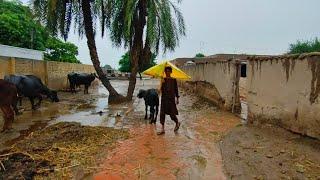 walk in Rain | Village Life in Pakistan