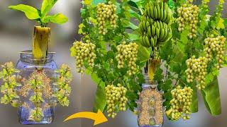 How To Grow Banana Trees From Banana Fruit || How To Grow Grape Trees From Grape Fruit