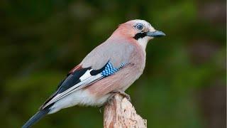 Eurasian Jay// bird // wildlife// animals// explore with Kelly 4K // Nature // relaxing nature video