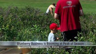 Blueberry business still booming at local orchard amid pandemic