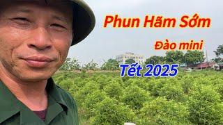 Đào Tết - Phun hãm dăm đào mini chuẩn bị cho tết 2025 - Vườn Nhà Bon (p103)#daotet #vuonnhabon