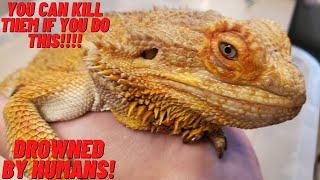 WHY BEARDED DRAGONS DIE FROM BATH TIME! HOW TO PREVENT THIS!