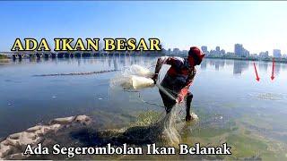 Segerombolan Ikan Pada Di Pinggiran Jala Ikan Belanak Di Muara