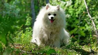 #0738 My Japanese Spitz