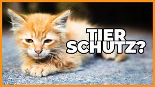 Katzenschutz: Sei mal wie Hamburg plz