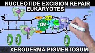 Nucleotide Excision Repair in Eukaryotes