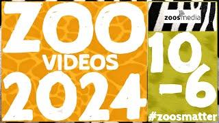 Top 10 ZOO-VIDEOS 2024: Platz 10-6  | zoos.media