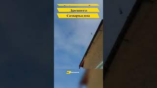 САМАРКАНДСКИЙ БОЗИНГАР  "ИГРОВЫЕ ГОЛУБИ" ГОЛУБИ МАСТЬ "КУЙИ" ДРЕВНЕГО САМАРКАНДА. БОЙНЫЕ ГОЛУБИ .