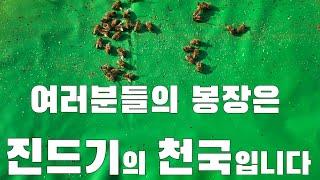 여러분들의 봉장은 진드기의 천국입니다.                 방제에 최선을 다해야 합니다