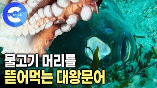 굶으면서 알을 지키는 물고기의 눈물겨운 부성애 | 겨울 바닷 속 치열한 생태계 | 다큐프라임 | EBS 자연다큐