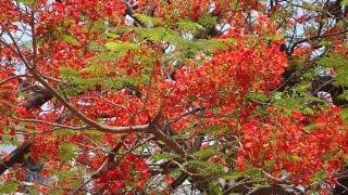 Arbol de fuego en flor El Salvador HD