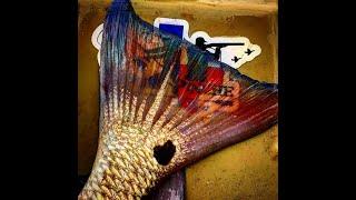 STUD REDFISH COMPILATION-#FISHBANDITSQUAD-CORPUS CHRISTI,TX-PELICAN BRIDGE-#WEOUTHERE