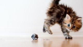 Cats and Animals Meeting for the First Time Compilation 2015 FunnyTV