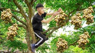 Harvesting Ambarella Goes to the market sell - The sister was released from the hospital