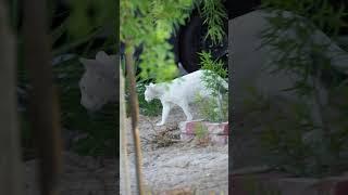 Ghostie Creeping  #cat #feralcat #catlover