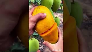 mango video #shortvideo #viral #youtube #shorts #live #very