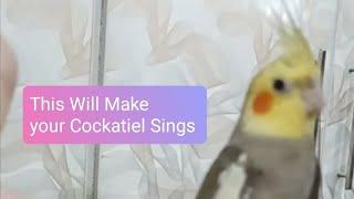 This Will Make Your Cockatiel Sings 