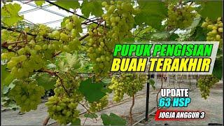 PUPUK PENGISIAN BUAH TERAKHIR