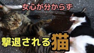 野良猫が襲われ悲鳴をあげる 女って難しいなあ？