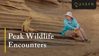 Wildlife Encounters in the Galapagos Islands with Quasar Expeditions