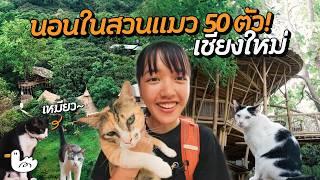 เยือนสวนแมว นอนบ้านไม้กลางป่า 3 ชั้น! | เชียงใหม่