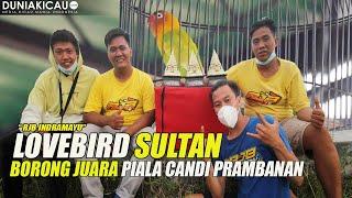 LOVEBIRD SULTAN BORONG JUARA PIALA CANDI PRAMBANAN