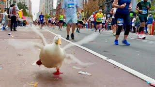 Wrinkle the Duck Runs NYC Marathon - wins medal 