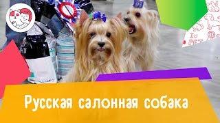 Русская салонная собака. Особенности. Уход