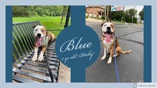 Best Pitsky Trainer in Blakely ||| OLK9 Lehigh Valley ||| 3 Year Old Pitsky, Blue