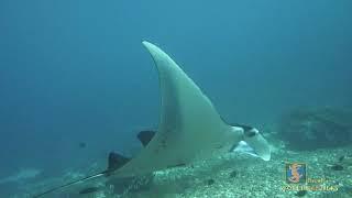 Swimming with Manta Rays