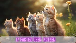   17 Lustige Fakten über Katzen   TiereXplore - Katzen Fakten