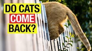 Why Do Cats Leave Home and Never Return? How to Stop Your Cat from Escaping.