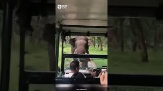 MENEGANGKAN!! dikejar gajah di taman safari #viral #shorts