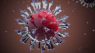 How do mRNA vaccines work?