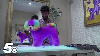 California dog groomer luxury stylist transforms dogs