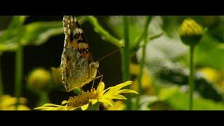 Painted lady (Vanessa cardui) nectaring, Bavarian Forest National Park, Germany, June.